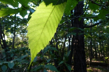 LES GRANDS MASSIFS-ardeche