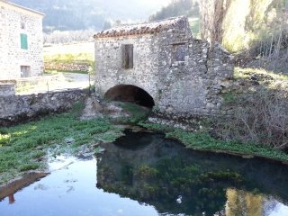FORET DE L ESCRINET-ardeche