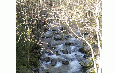 SENTIER DES VIEUX SITES-ardeche