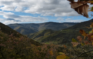 BOIS DE BARRES-ardeche