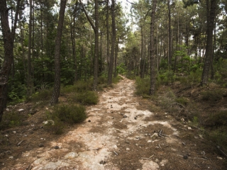 RIBES - ST ANDRE DE LACHAMP-ardeche
