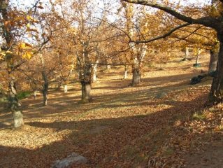 LES SAUVAGES - DESAIGNES-ardeche