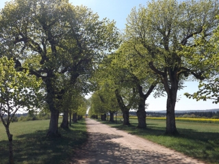 LE MONT ST ANNE-haute-saone