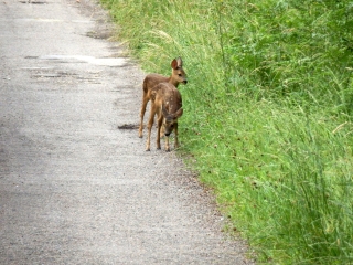 LE LAC DES 7 CHEVAUX-haute-saone