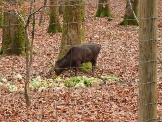 LA FORET DOMANIALE DU BANNEY-haute-saone