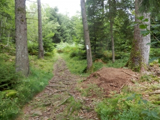 LE GRAND BOIS DE CHATEAU-LAMBERT-haute-saone