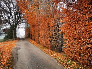LES GUIDONS-haute-saone