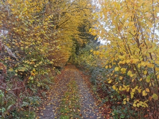 LES GRANDS BOIS-haute-saone