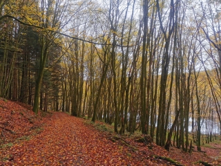LES GRANDS BOIS-haute-saone