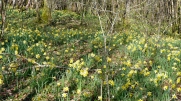 PROMENADE DES JONQUILLES-saone-et-loire