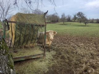 SAINT-BONNET-DE-CRAY - LES PATURAGES DU CHAROLAIS-BRIONNAIS-saone-et-loire