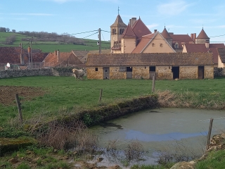 OYE - BERCEAU DE LA RACE BOVINE CHAROLAISE-saone-et-loire