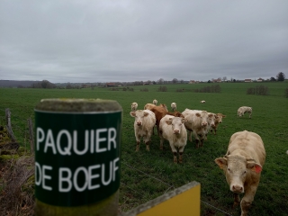 VARENNE - L ARCONCE - LE BRIONNAIS PAISIBLE-saone-et-loire