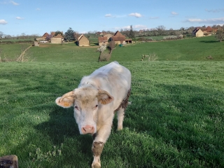 BRIANT - LE BRIONNAIS FURTIF DANS LE PLI DE SES VALLONS-saone-et-loire