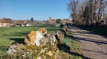 SAINT-GERMAIN-EN-BRIONNAIS : « LA PETITE IRLANDE BRIONNAISE »-saone-et-loire