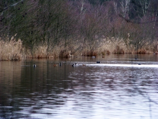 BOIS ET ETANG DE LOUDON-sarthe