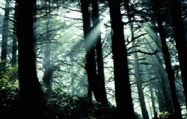 FORET DE LA PETITE CHARNIE-sarthe