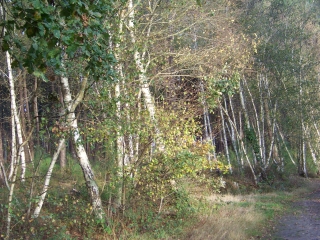 ST-GERVAIS-EN-BELIN - BUTTE DE MONNOYER-sarthe