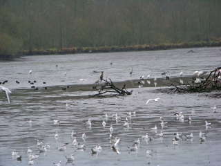 LES ARDRIERS - SAINT-OUEN-EN-BELIN-sarthe