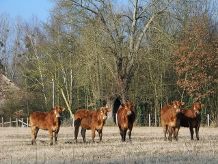 ENTRE LE TERTRE ET MALITOURNE-sarthe