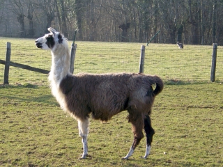 ENTRE LE TERTRE ET MALITOURNE-sarthe