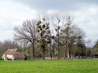 ECOMMOY - CIRCUIT DU BON DIEU JAUNE-sarthe