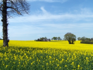 MEZIERES-SOUS-LAVARDIN  -  ST CHERON ET LA FORET DE MEZIERES-sarthe