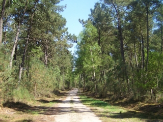 SURFONDS  -  LES CHENEAUX ET LA GARDONNIERE-sarthe