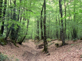 SAINT-REMY-DE-SILLE-sarthe