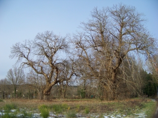 BUTTE DES ROSSAYS-sarthe