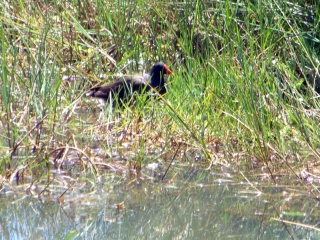 MEZERAY - CIRCUIT DES ETANGS-sarthe