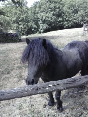 LAVERNAT - FORET DE BERCE-sarthe