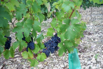 CHAHAIGNE ENTRE VIGNES, FORET ET CAMPAGNE-sarthe