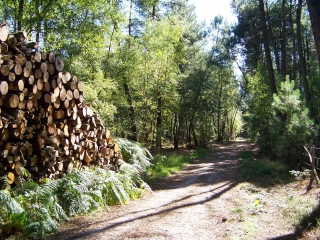 VOLNAY - BOIS DE LA PERCHE ET DES CHENEAUX-sarthe