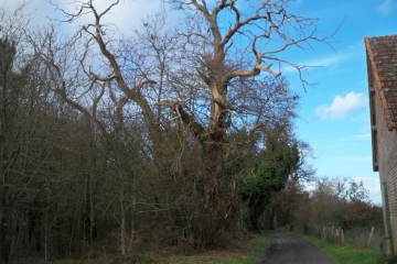 ECOMMOY - CIRCUIT DES CHATAIGNIERS COURT-sarthe