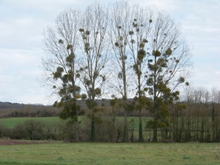 ECOMMOY - CIRCUIT DU CHATEAU D EAU-sarthe