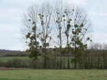 ECOMMOY - CIRCUIT DU CHATEAU D EAU-sarthe