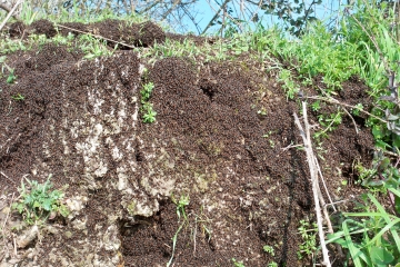 VERT BONNETABLE-sarthe