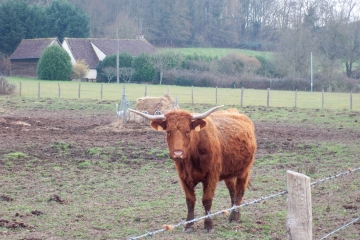 BEAUFAY - VARIANTE JAUNE-sarthe