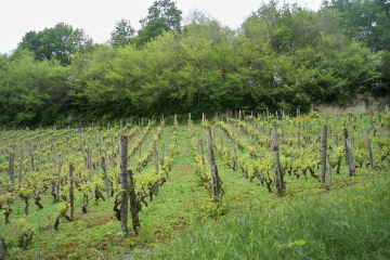 COTEAU DE SAINT GERMAIN-sarthe
