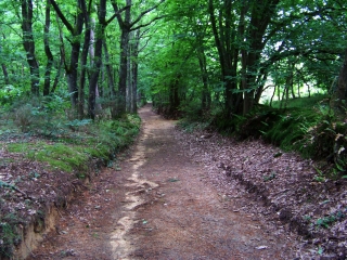 DOLLON - LE COTEAU DES PREAUX-sarthe