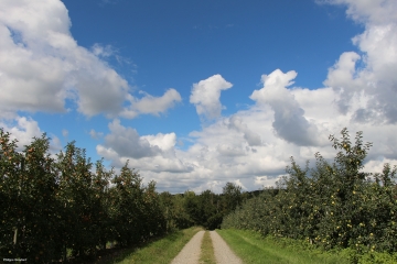 THOREE-LES-PINS-sarthe