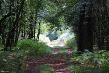 THOREE-LES-PINS - LA COMMANDERIE-sarthe