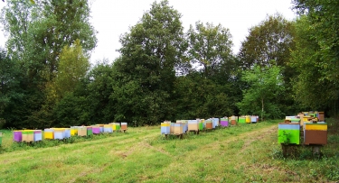 BOUCLE SERMAISE-sarthe