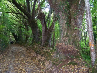 LAILLE - CIRCUIT DE LA TASSE-sarthe