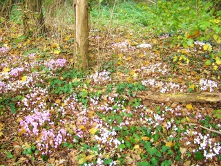 BRIOSNES - CIRCUIT DU TERTRE-sarthe