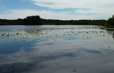 ETANG DE LOUDON-sarthe