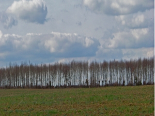 SAINT-CELERIN-sarthe