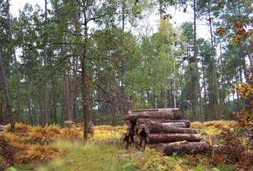 BRETTE-LES-PINS - CIRCUIT DU PONT AUX BREBIS-sarthe