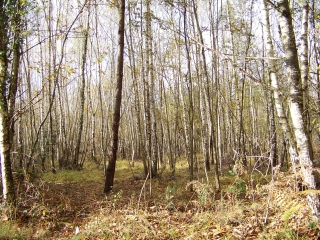 ARDENAY - CIRCUIT DES LOUDONNEAUX-sarthe